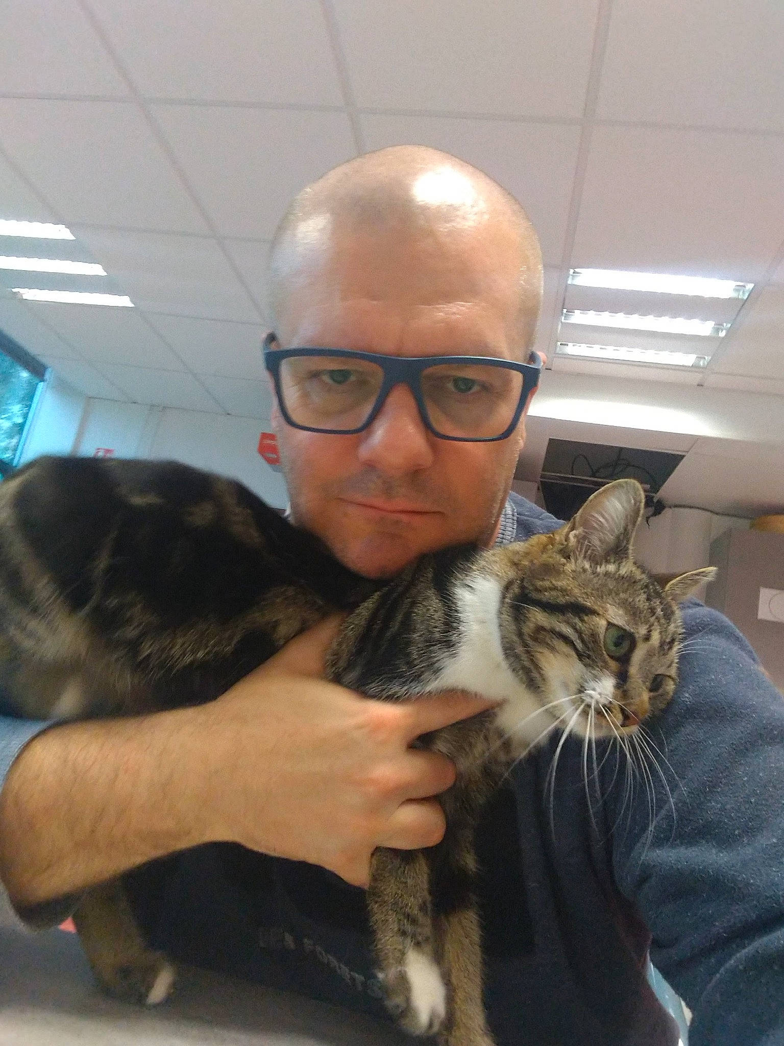 Plume a rejoint le concours — aidez-le/la à gagner de superbes lots ! beard, carnivore, cat, comfort, domestic_short_haired_cat, ear, eyewear, facial_hair, felidae, fur, gesture, glasses, jaw, lap, mammal, sitting, small_to_medium_sized_cats, snout, vision_care, whiskers