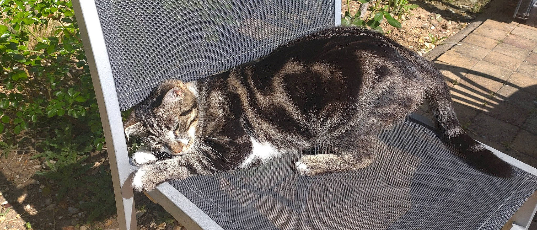 Plume participe au concours pour gagner de l'argent avec cette photo : animal_shelter, carnivore, cat, claw, comfort, domestic_short_haired_cat, felidae, fur, grass, nap, paw, plant, sitting, small_to_medium_sized_cats, snout, tail, terrestrial_animal, whiskers, window