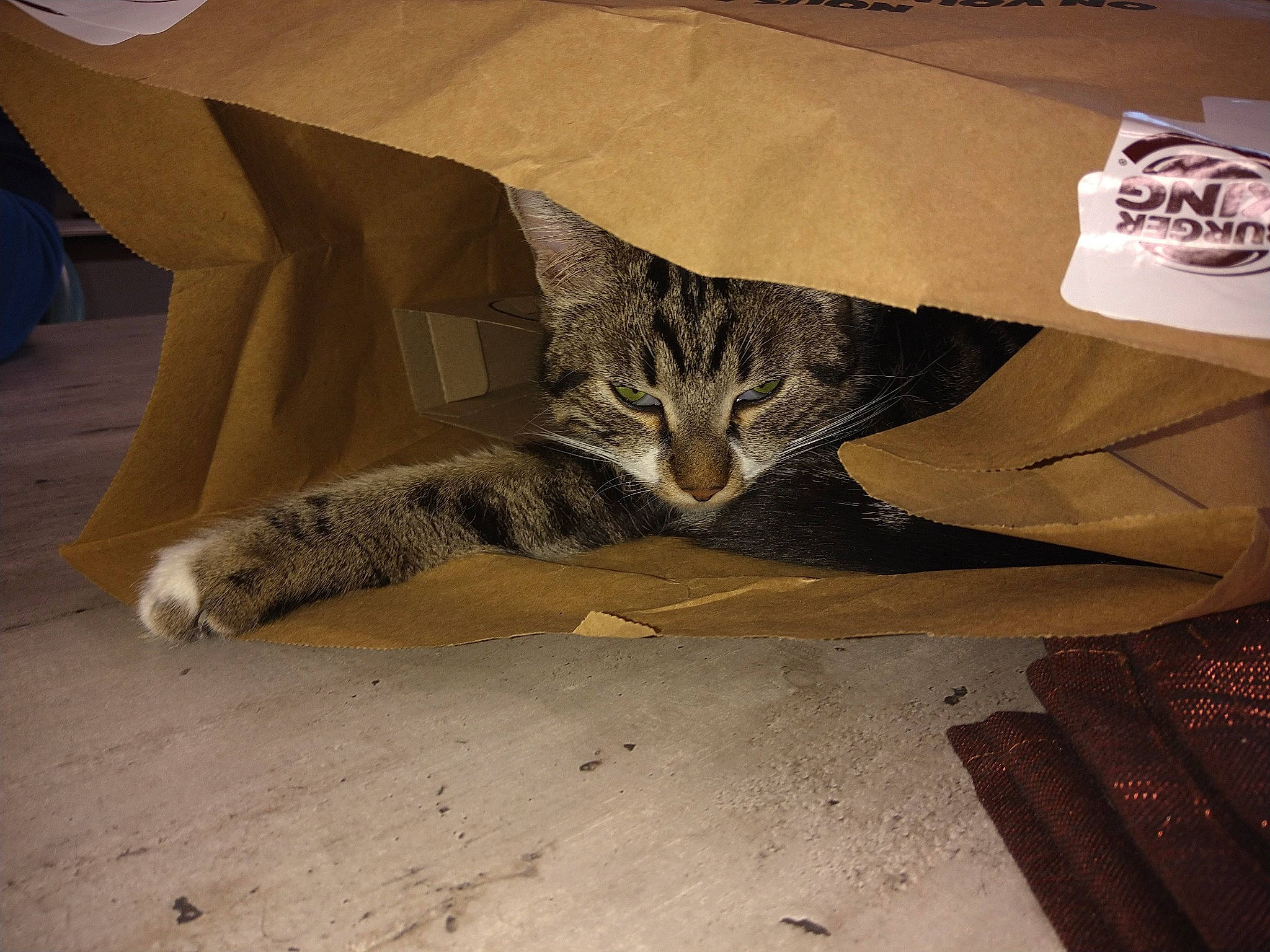 Plume participe au concours pour gagner de l'argent avec cette photo : carnivore, cat, comfort, domestic_short_haired_cat, eye, fawn, felidae, flooring, font, fur, grey, packaging_and_labeling, small_to_medium_sized_cats, snout, tail, terrestrial_animal, tints_and_shades, tree, whiskers, wood