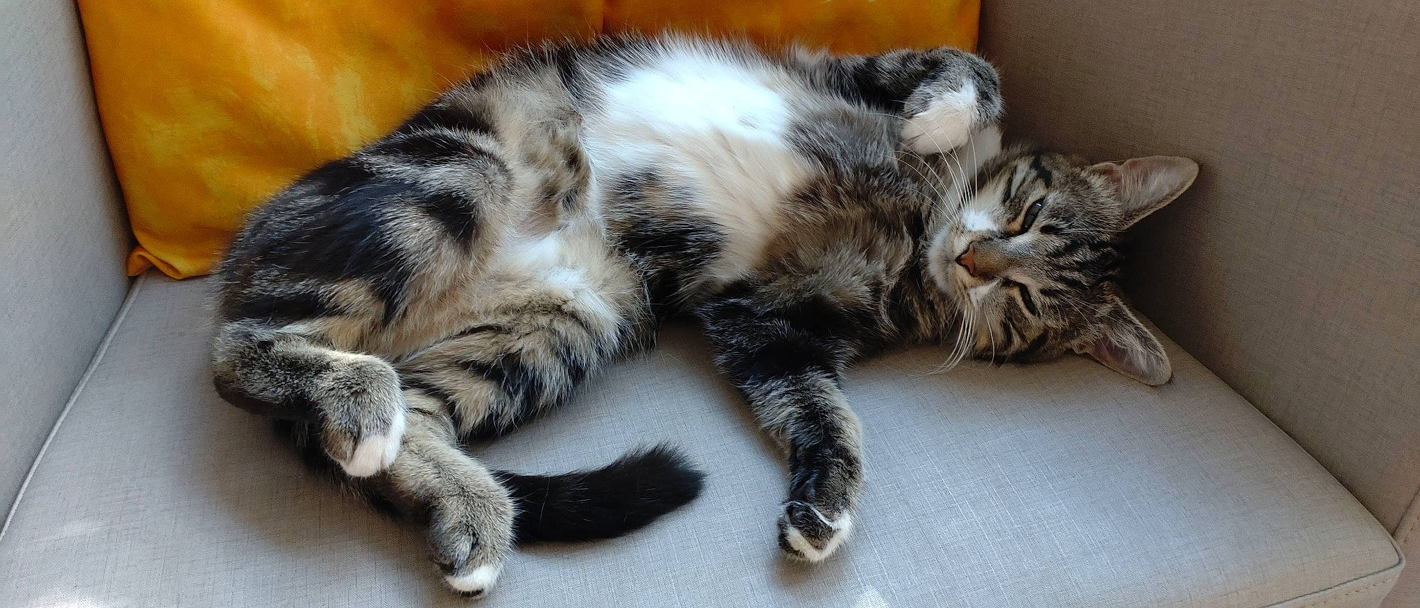 Plume a rejoint le concours — aidez-le/la à gagner de superbes lots ! carnivore, cat, claw, comfort, domestic_short_haired_cat, felidae, foot, fur, nap, paw, small_to_medium_sized_cats, snout, tail, terrestrial_animal, toe, whiskers