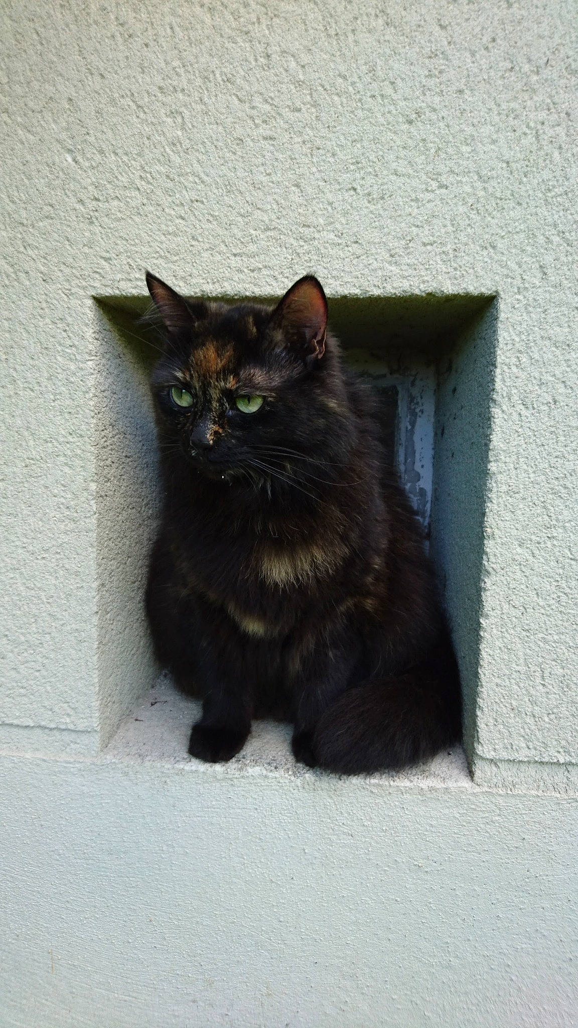 Lilou participe au concours pour gagner de l'argent avec cette photo : black_cat, bombay, carnivore, cat, domestic_short_haired_cat, eye, felidae, fur, grey, small_to_medium_sized_cats, snout, tail, terrestrial_animal, whiskers, window