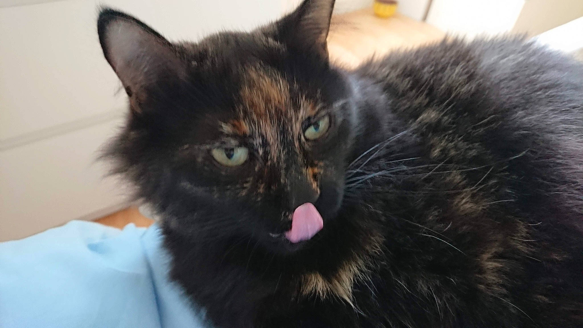 Lilou a rejoint le concours — aidez-le/la à gagner de superbes lots ! black_cat, carnivore, cat, claw, comfort, domestic_short_haired_cat, ear, felidae, fur, small_to_medium_sized_cats, snout, terrestrial_animal, whiskers, wildlife