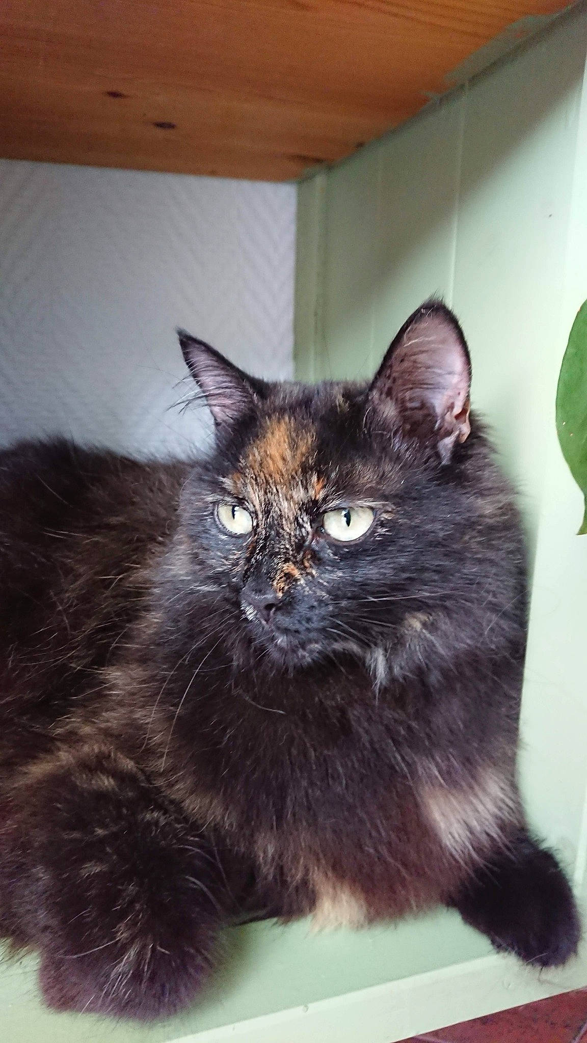 Lilou participe au concours pour gagner de l'argent avec cette photo : black_cat, carnivore, cat, claw, comfort, domestic_short_haired_cat, fawn, felidae, flowerpot, fur, houseplant, paw, plant, small_to_medium_sized_cats, snout, tail, terrestrial_animal, whiskers, window