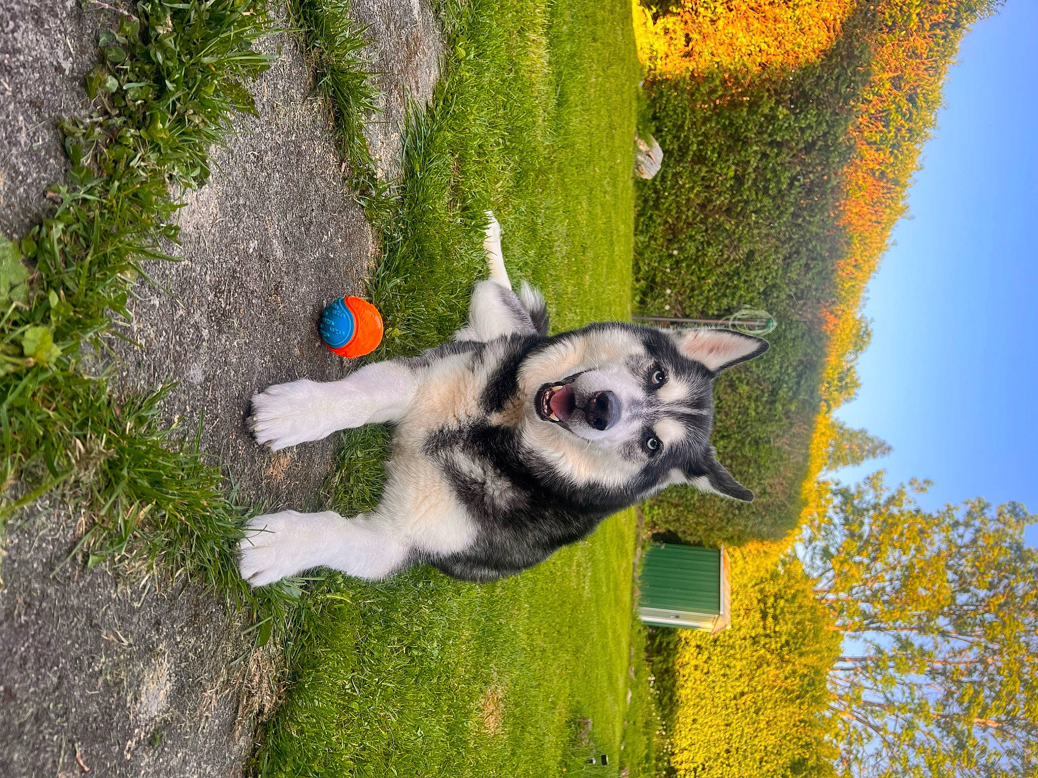 Jaxx is registered to the contest to win money with this photo: art, canidae, carnivore, companion_dog, dog, dog_breed, dog_supply, fawn, grass, grass_family, green, landscape, plant, pole, sky, sporting_group, tail, tree, trunk, working_animal