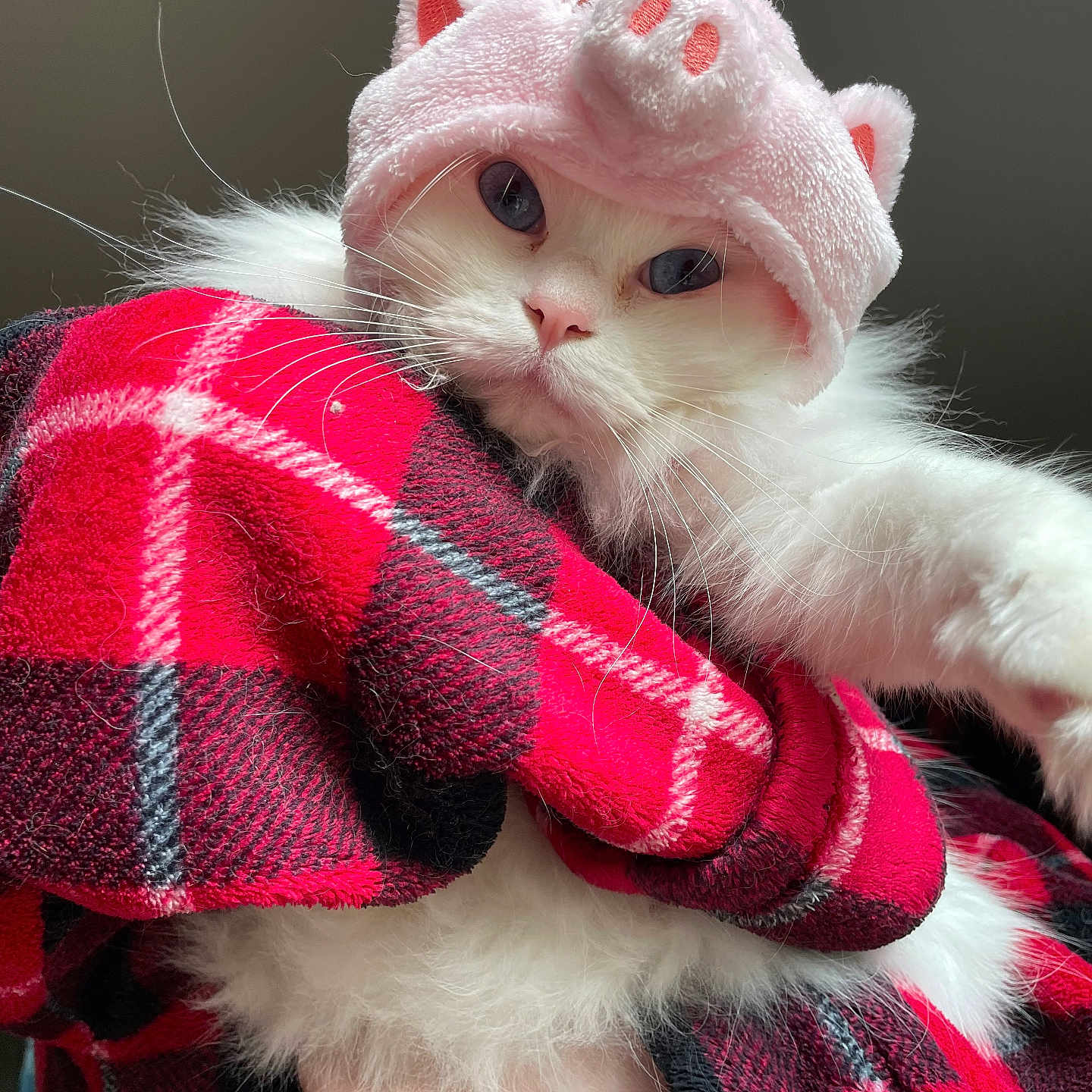 Charmy is registered to the contest to win money with this photo: animal, blue_eyes, cat, close_up, costume, cozy, cute, fluffy, fur, hand, hat, indoor, pet, pig_hat, pink_hat, plaid_blanket, portrait, red_blanket, whiskers, white_cat