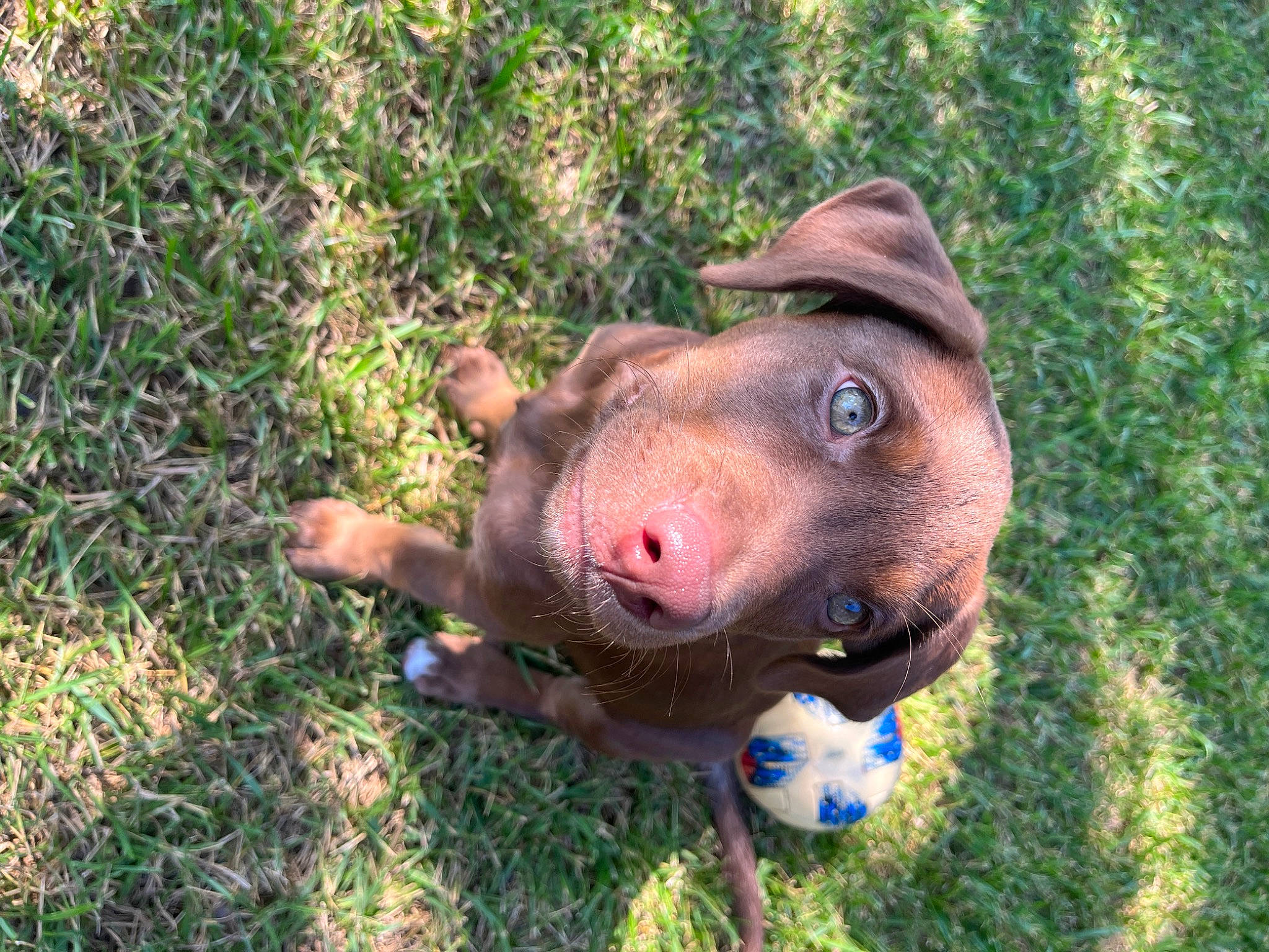 Maggie joined the competition — help win amazing prizes! ball, canidae, dog_breed, domestic_pig, fawn, grass, groundcover, landscape, recreation, snout, soil, sporting_group, suidae, terrestrial_animal, toy, working_animal