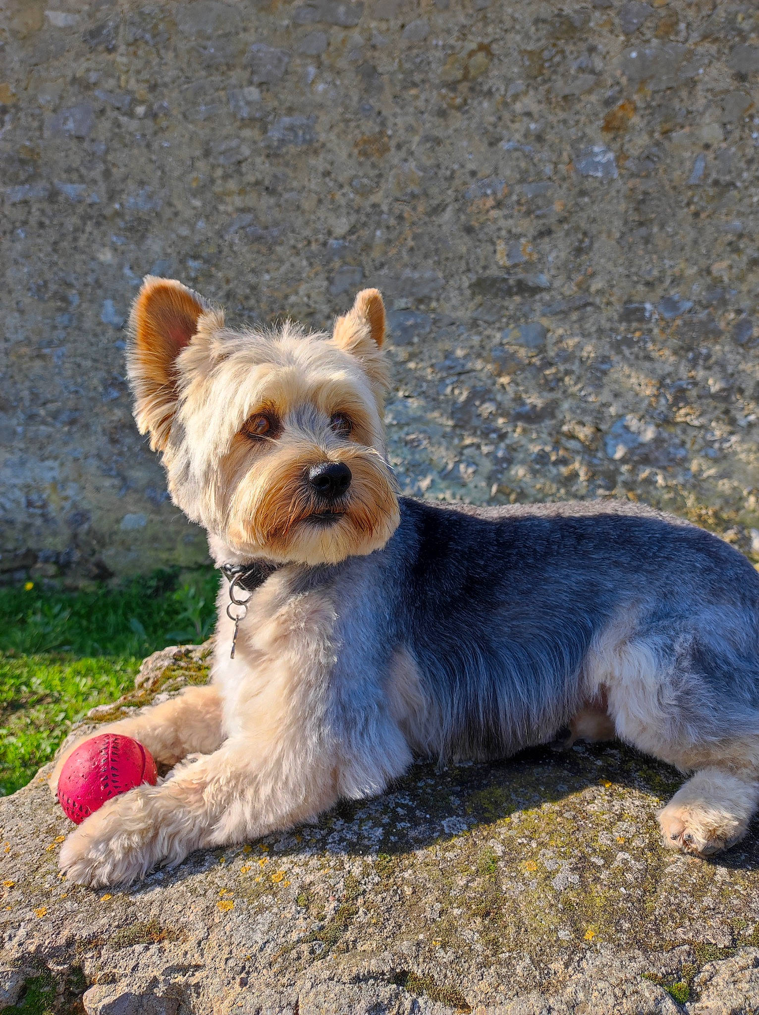 Chester participe au concours pour gagner de l'argent avec cette photo : biewer_terrier, canidae, carnivore, collar, companion_dog, dog, dog_breed, dog_clothes, dog_collar, dog_supply, fawn, leash, small_terrier, snout, sporting_group, terrier, toy_dog, working_animal, working_terrier, yorkshire_terrier