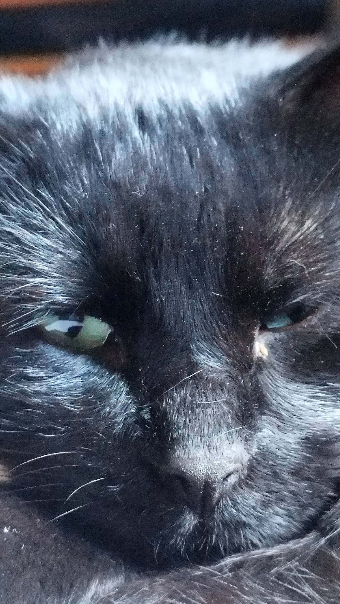 Minou participe au concours pour gagner de l'argent avec cette photo : black_cat, carnivore, cat, claw, close_up, cloud, comfort, domestic_short_haired_cat, eye, felidae, fur, grey, head, iris, monochrome_photography, sky, small_to_medium_sized_cats, snout, terrestrial_animal, whiskers