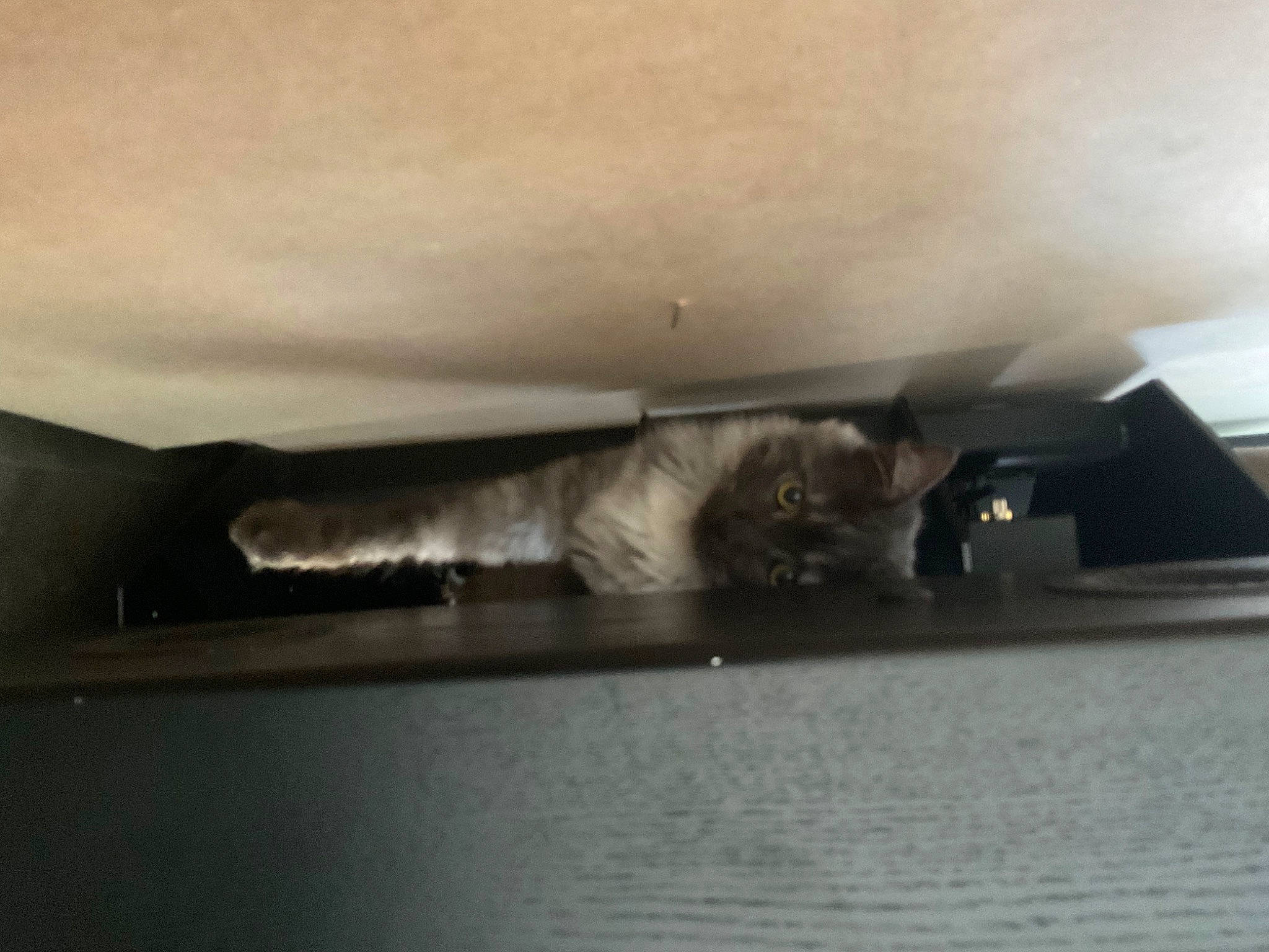 Leo joined the competition — help win amazing prizes! carnivore, cat, comfort, felidae, fur, hardwood, room, small_to_medium_sized_cats, tail, tints_and_shades, water, whiskers, wood