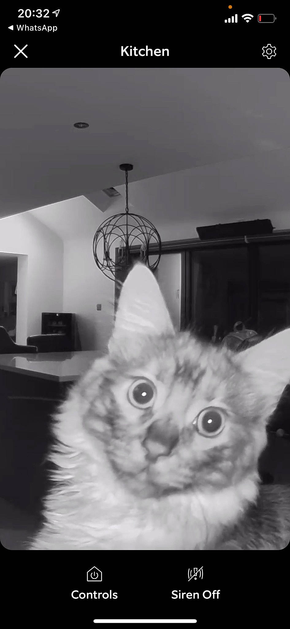 Echo joined the competition — help win amazing prizes! black, black_and_white, carnivore, cat, ceiling, domestic_short_haired_cat, eye, felidae, fur, lamp, light_fixture, monochrome, monochrome_photography, paw, room, small_to_medium_sized_cats, snout, style, tail, whiskers