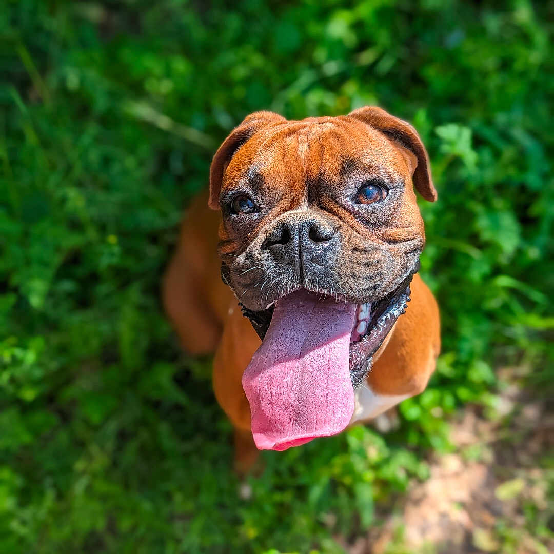 Remi is registered to the contest to win money with this photo: animal, bodypart, boxer, bulldog, canine, dog, frenchbulldog, hound, mouth, person, pet, pitbull, pug, puppy, tongue