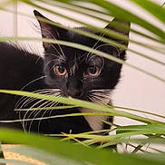 Ajax participe au concours pour gagner de l'argent avec cette photo : animal, background, black_and_white, cat, close_up, curious, cute, domestic, eyes, fur, greenery, indoor, kitten, leaf, nature, pet, plant, sitting, whiskers, young