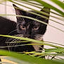 animal, background, black_and_white, cat, close_up, curious, cute, domestic, eyes, fur, greenery, indoor, kitten, leaf, nature, pet, plant, sitting, whiskers, young