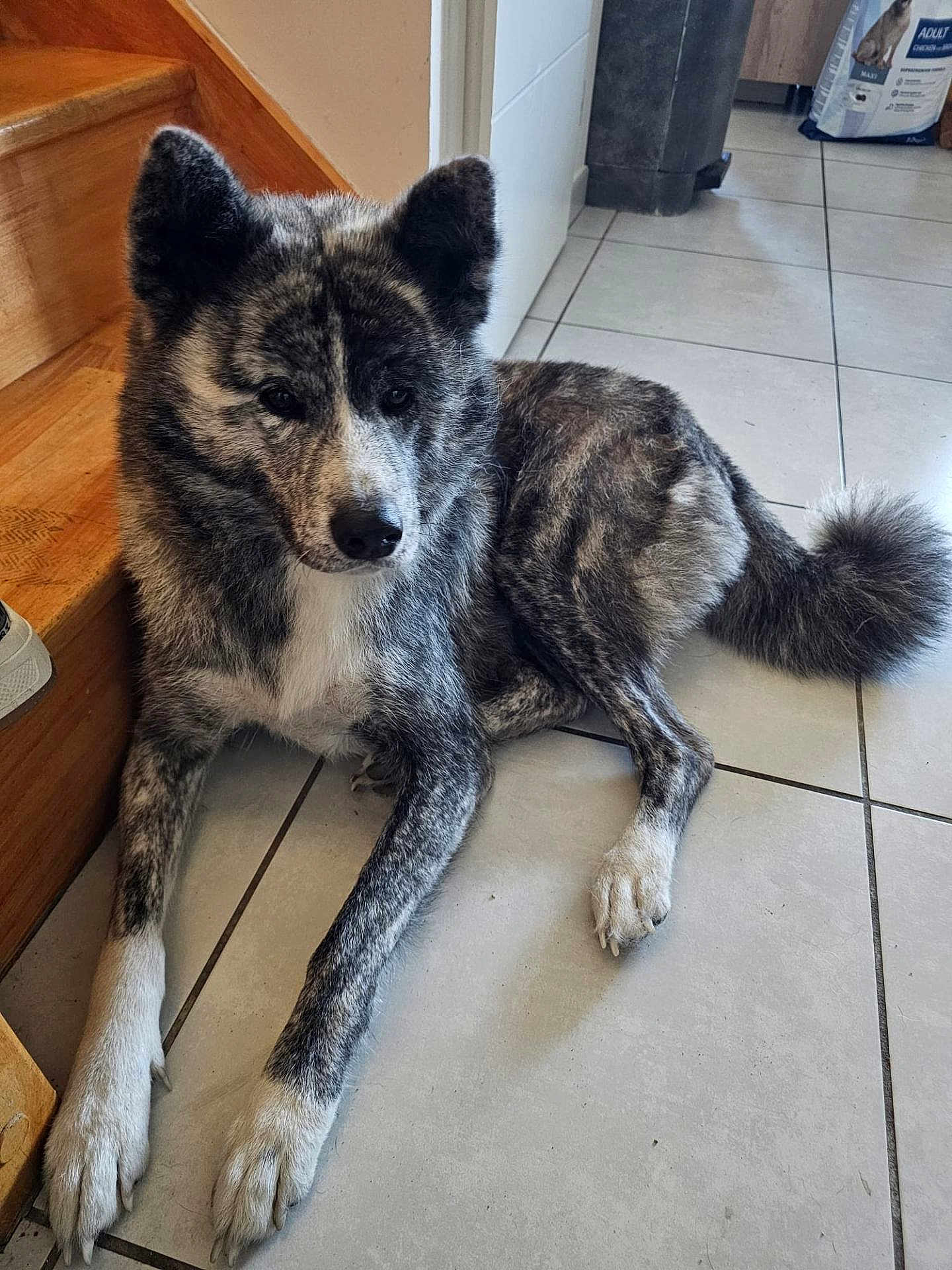 Hatchie participe au concours pour gagner de l'argent avec cette photo : dog, canine, pet, brindle_coat, fur, paw, tail, lying_down, indoor, tile_floor, stairs, wooden_stairs, muzzle, ears, portrait, close_up, domestic_animal, pet_food_bag, doorway, home_interior