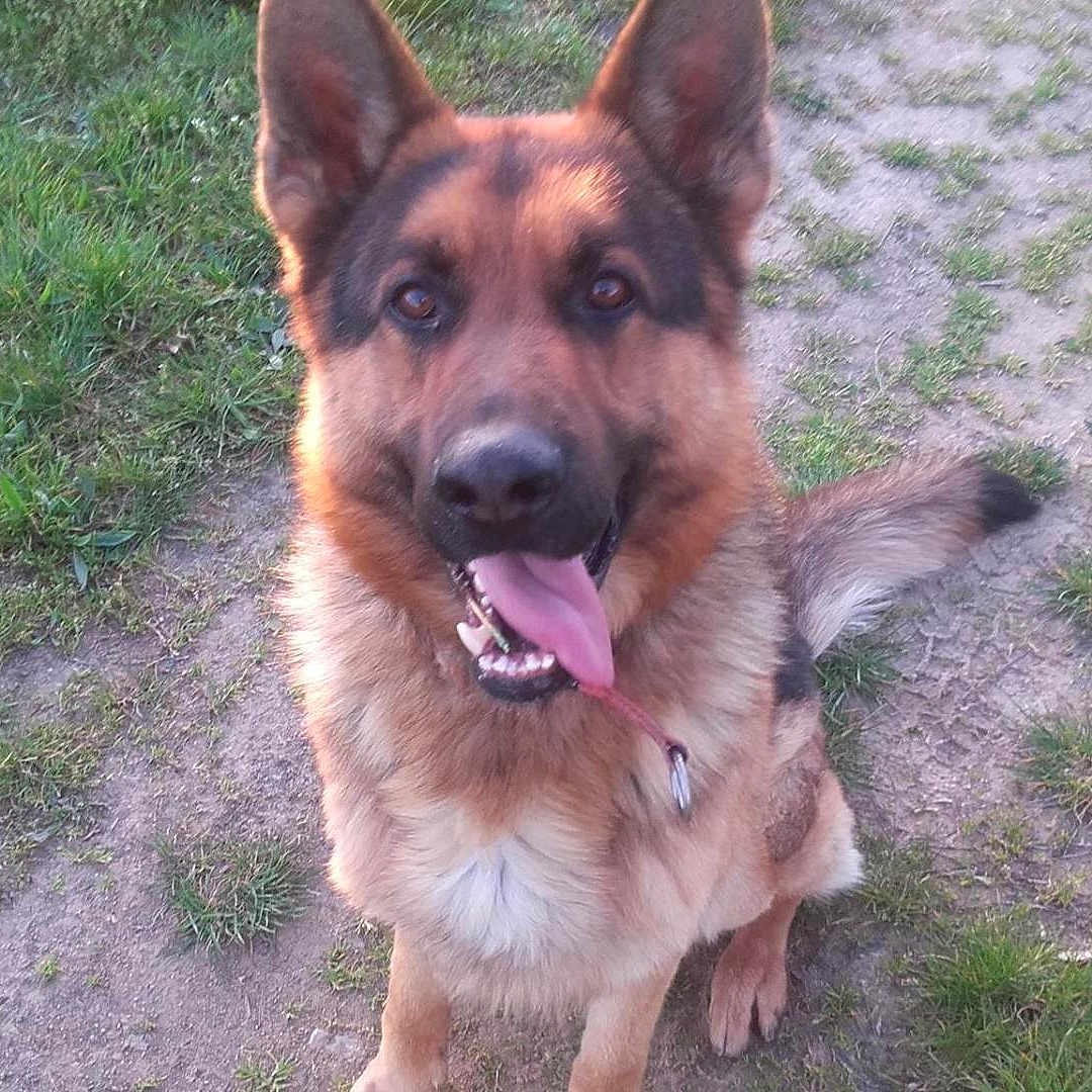 Iko
