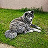 animal, brindle, canine, collar, daylight, dog, fur, grass, lawn, nature, outdoor, pet, quiet, relaxed, resting, side_view, tail, texture, wall, white_paws