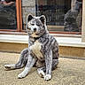 akita, animal, beige_wall, brown_frame, building, calm, canine, collar, daylight, dog, fur, ground, outdoor, pavement, pet, portrait, quiet, reflection, sitting, window