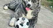 Hatchie participe au concours pour gagner de l'argent avec cette photo : animal, background, canine, concrete, dog, ears, fur, grass, happy, muzzle, nature, outdoor, paw, pet, playful, resting, soccer_ball, sport, tongue_out, toy