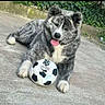 animal, background, canine, concrete, dog, ears, fur, grass, happy, muzzle, nature, outdoor, paw, pet, playful, resting, soccer_ball, sport, tongue_out, toy