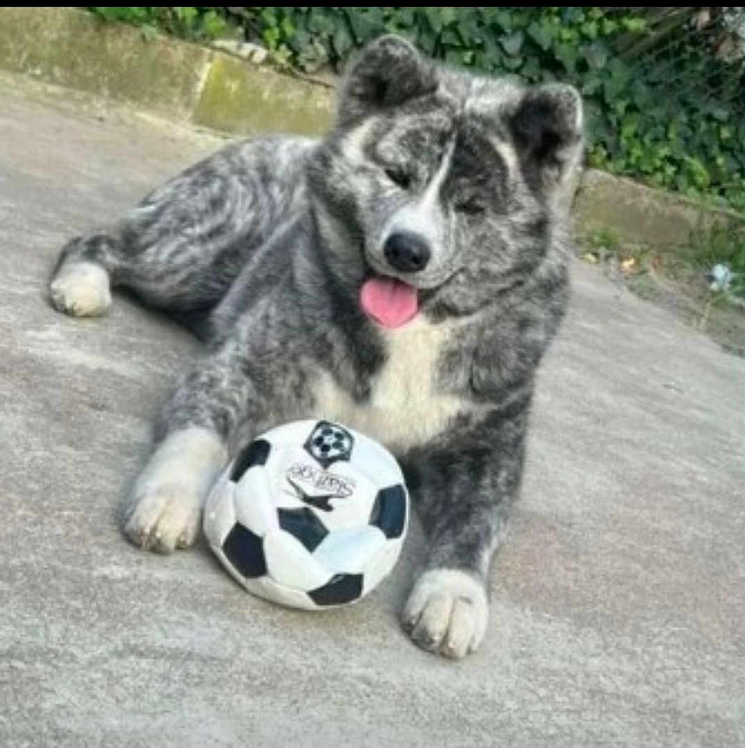 Hatchie participe au concours pour gagner de l'argent avec cette photo : dog, canine, soccer_ball, outdoor, concrete, tongue_out, happy, pet, animal, paw, fur, playful, sport, grass, nature, resting, muzzle, ears, toy, background