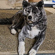 Hatchie a rejoint le concours — aidez-le/la à gagner de superbes lots ! animal, brindle_coat, canine, collar, companion, dog, domestic_animal, ears, fur, lying_down, muzzle, outdoor, pavement, paw, pet, quiet, relaxed, resting, tag, tail