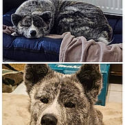 Hatchie a rejoint le concours — aidez-le/la à gagner de superbes lots ! animal, bed, blanket, brindle, calm, canine, close_up, cozy, cushion, dog, ears, face, floor, fur, indoor, napping, pet, portrait, resting, sleeping