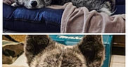 Hatchie a rejoint le concours — aidez-le/la à gagner de superbes lots ! animal, bed, blanket, brindle, calm, canine, close_up, cozy, cushion, dog, ears, face, floor, fur, indoor, napping, pet, portrait, resting, sleeping
