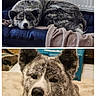 animal, bed, blanket, brindle, calm, canine, close_up, cozy, cushion, dog, ears, face, floor, fur, indoor, napping, pet, portrait, resting, sleeping