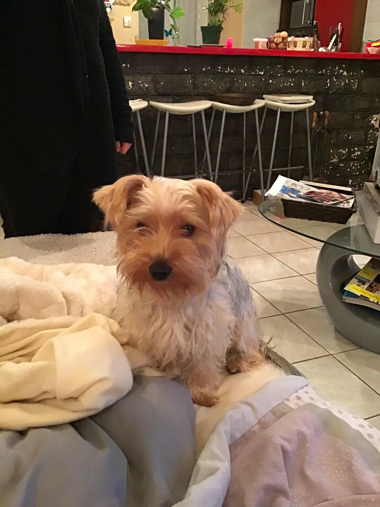 Prunelle participe au concours pour gagner de l'argent avec cette photo : carnivore, chair, collar, comfort, companion_dog, dog, dog_breed, dog_collar, dog_supply, fawn, flooring, fur, houseplant, kitchen_appliance, pet_supply, plant, small_terrier, terrier, toy_dog, working_animal