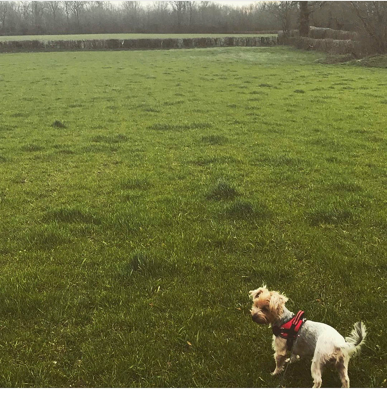 Prunelle a rejoint le concours — aidez-le/la à gagner de superbes lots ! carnivore, companion_dog, dog, dog_breed, dog_collar, fawn, field, grass, grassland, landscape, lawn, leash, meadow, natural_landscape, people_in_nature, plant, summer, tail, tree, working_animal
