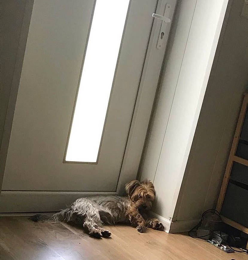 Prunelle a rejoint le concours — aidez-le/la à gagner de superbes lots ! carnivore, ceiling, comfort, companion_dog, felidae, floor, flooring, fur, grey, hardwood, laminate_flooring, room, small_to_medium_sized_cats, tail, tints_and_shades, whiskers, window, window_covering, wood, wood_flooring