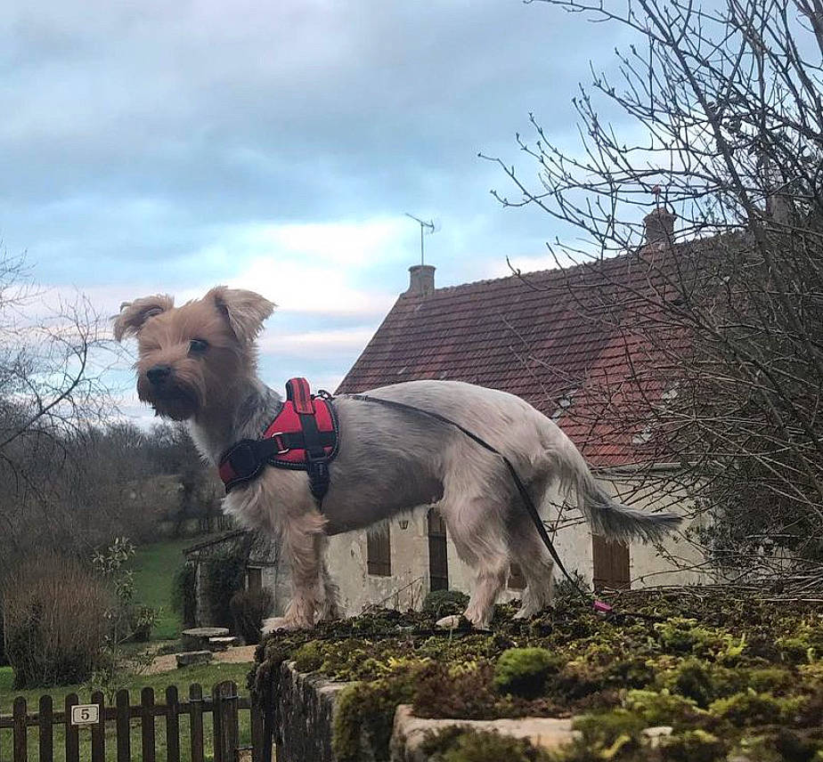 Prunelle participe au concours pour gagner de l'argent avec cette photo : airedale_terrier, carnivore, cloud, companion_dog, dog, dog_breed, elephant, fawn, fence, grass, grassland, landscape, plant, sheep, sky, snout, sporting_group, terrestrial_animal, tree, working_animal