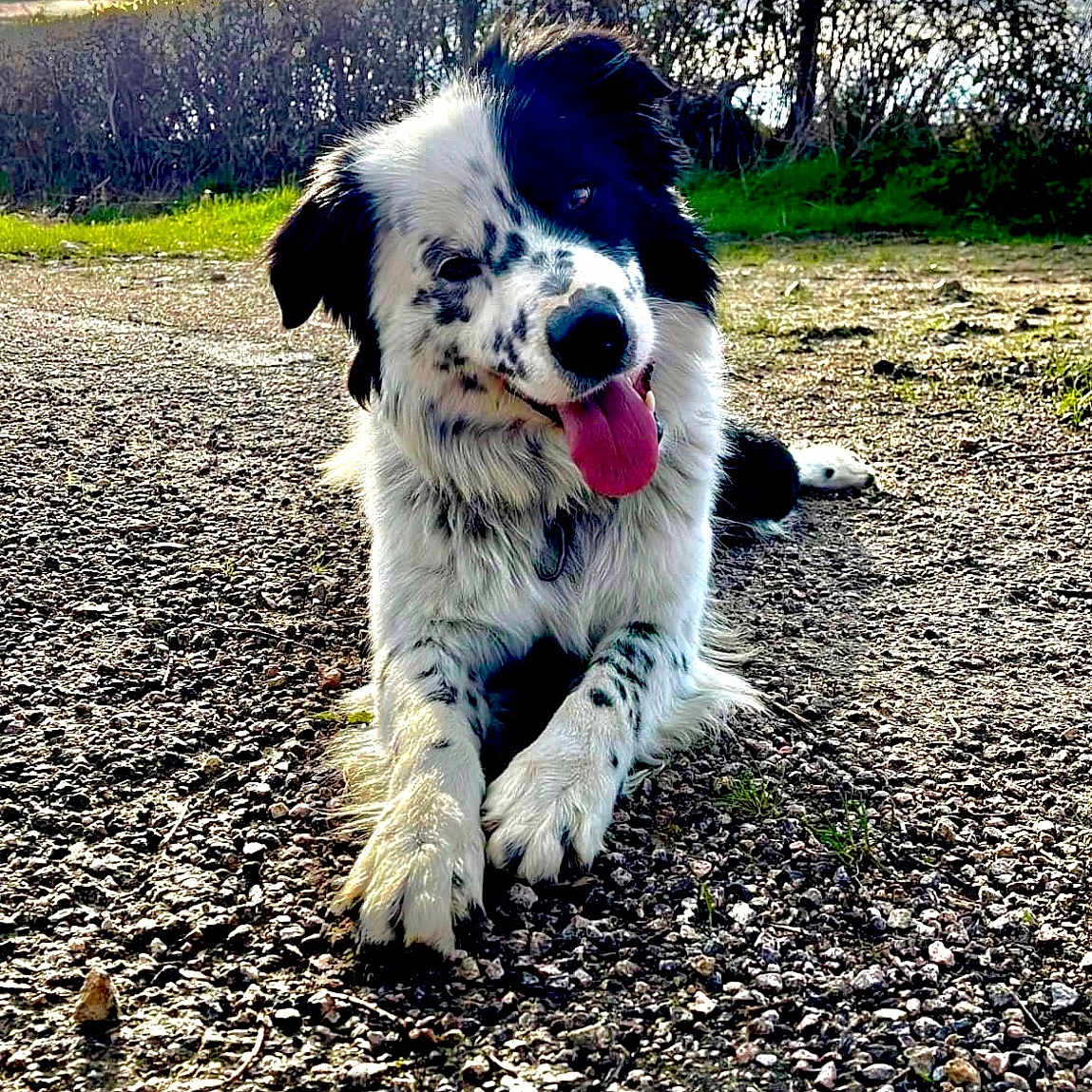 Simba