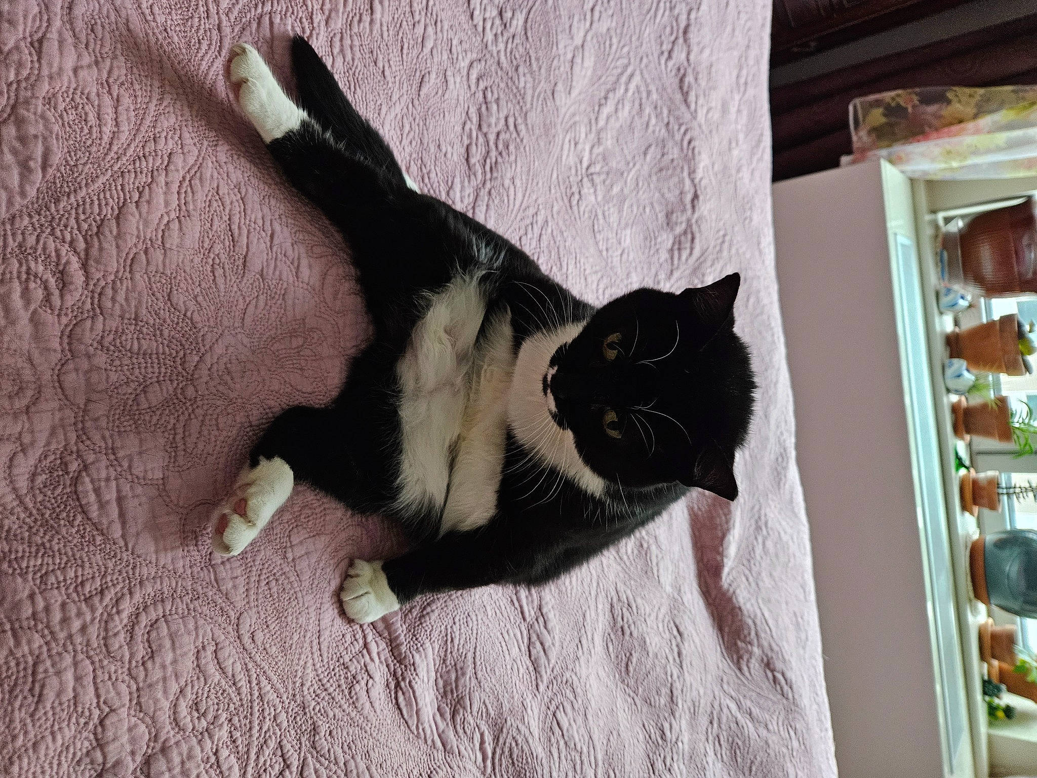 Kotya joined the competition — help win amazing prizes! black_cat, carnivore, cat, claw, comfort, dog_breed, domestic_short_haired_cat, felidae, flooring, fur, hardwood, human_leg, paw, small_to_medium_sized_cats, snout, tail, whiskers, window, wood, working_animal