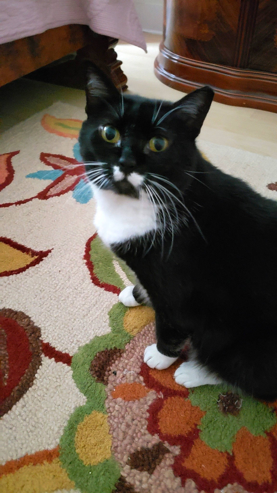 Kotya joined the competition — help win amazing prizes! black_cat, box, carnivore, cat, claw, comfort, domestic_short_haired_cat, felidae, flooring, fur, hardwood, linens, pattern, paw, small_to_medium_sized_cats, snout, tail, whiskers, wood, woven_fabric