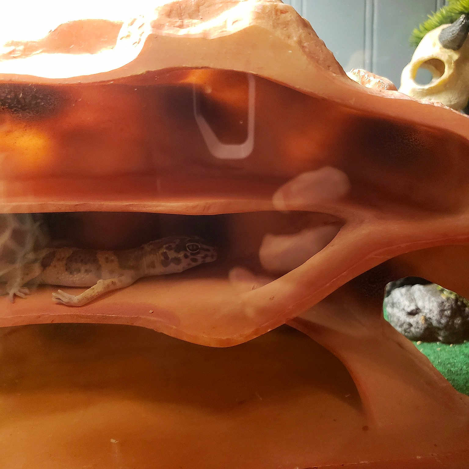 Leo The Leopard Gecko