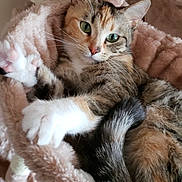 Agri is registered to the contest to win money with this photo: cat, feline, pet, indoor, resting, plush, cat_tree, fur, whiskers, paws, green_eyes, cute, animal, cozy, relaxed, tabby, calico, soft, household, comfort