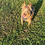 Otis is registered to the contest to win money with this photo: accessories, animal, ball, canine, dog, field, football, grass, lawn, outdoors, pet, plant, puppy, soccer, soccerball, sport, strap, summer, terrier, vegetation