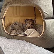 Bojangles is registered to the contest to win money with this photo: animal, bed, blanket, canine, cat, couch, crib, cushion, dog, dogbed, furniture, homedecor, hound, infantbed, linen, person, pet, pug, puppy, sleeping