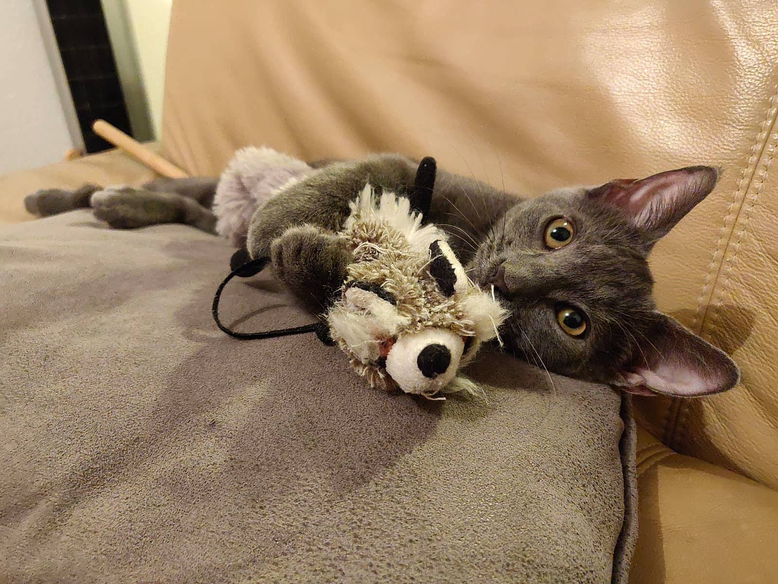 Paquito a rejoint le concours — aidez-le/la à gagner de superbes lots ! carnivore, cat, claw, domestic_short_haired_cat, european_shorthair, felidae, fur, german_rex, kitten, mammal, paw, russian_blue, small_to_medium_sized_cats, snout, whiskers