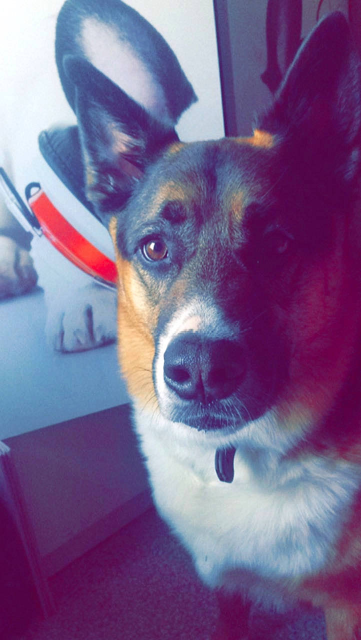 Gazoil participe au concours pour gagner de l'argent avec cette photo : canidae, cardigan_welsh_corgi, carnivore, corgi_chihuahua, dog, dog_breed, ear, mammal, nose, pembroke_welsh_corgi, puppy, rat_terrier, snout, tenterfield_terrier, toy_dog, welsh_corgi, whiskers