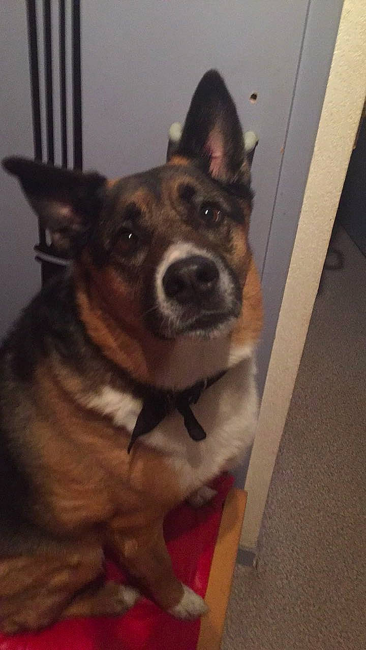 Gazoil participe au concours pour gagner de l'argent avec cette photo : australian_cattle_dog, canidae, carnivore, dog, dog_breed, mammal, snout, vertebrate, working_dog