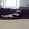 Papillon a rejoint le concours — aidez-le/la à gagner de superbes lots ! animal, bed, black, blanket, cat, comfort, cozy, curtains, feline, furniture, home, indoor, laying, pet, relaxed, resting, soft_light, striped, white, window