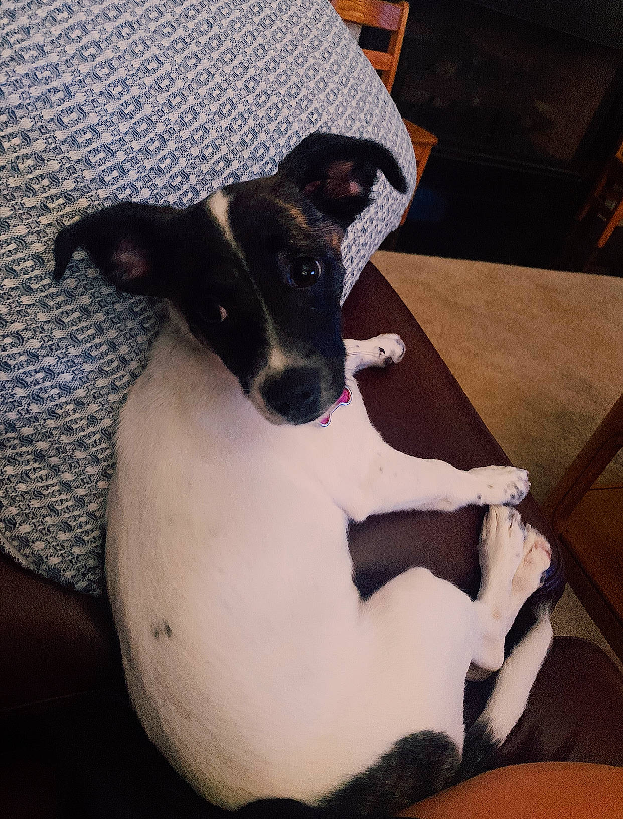 Lily joined the competition — help win amazing prizes! brazilian_terrier, canidae, carnivore, chilean_fox_terrier, danish_swedish_farmdog, dog, dog_breed, feist, fox_terrier, japanese_terrier, mammal, miniature_fox_terrier, rat_terrier, ratonero_bodeguero_andaluz, smooth_fox_terrier, snout, teddy_roosevelt_terrier, tenterfield_terrier, toy_fox_terrier, vertebrate