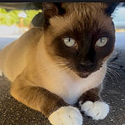 Melo joined the competition — help win amazing prizes! cat, siamese, blue_eyes, close_up, paw, fur, whiskers, animal, pet, lying_down, ground, outdoor, mammal, face, portrait, cute, relaxed, feline, tabby, whisker