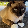 cat, siamese, blue_eyes, close_up, paw, fur, whiskers, animal, pet, lying_down, ground, outdoor, mammal, face, portrait, cute, relaxed, feline, tabby, whisker