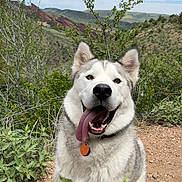Sasha joined the competition — help win amazing prizes! dog, husky, animal, pet, outdoor, nature, trail, greenery, sky, clouds, happy, tongue_out, fur, collar, tag, mountains, bushes, sitting, adventure, scenic