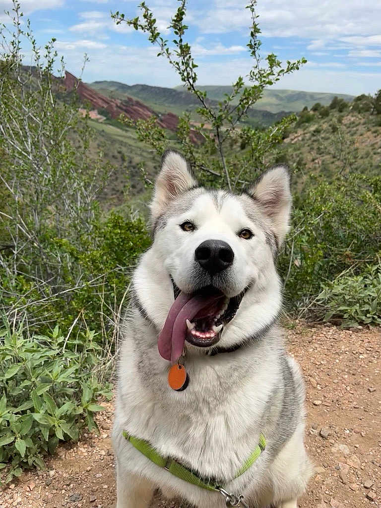 Sasha joined the competition — help win amazing prizes! dog, husky, animal, pet, outdoor, nature, trail, greenery, sky, clouds, happy, tongue_out, fur, collar, tag, mountains, bushes, sitting, adventure, scenic