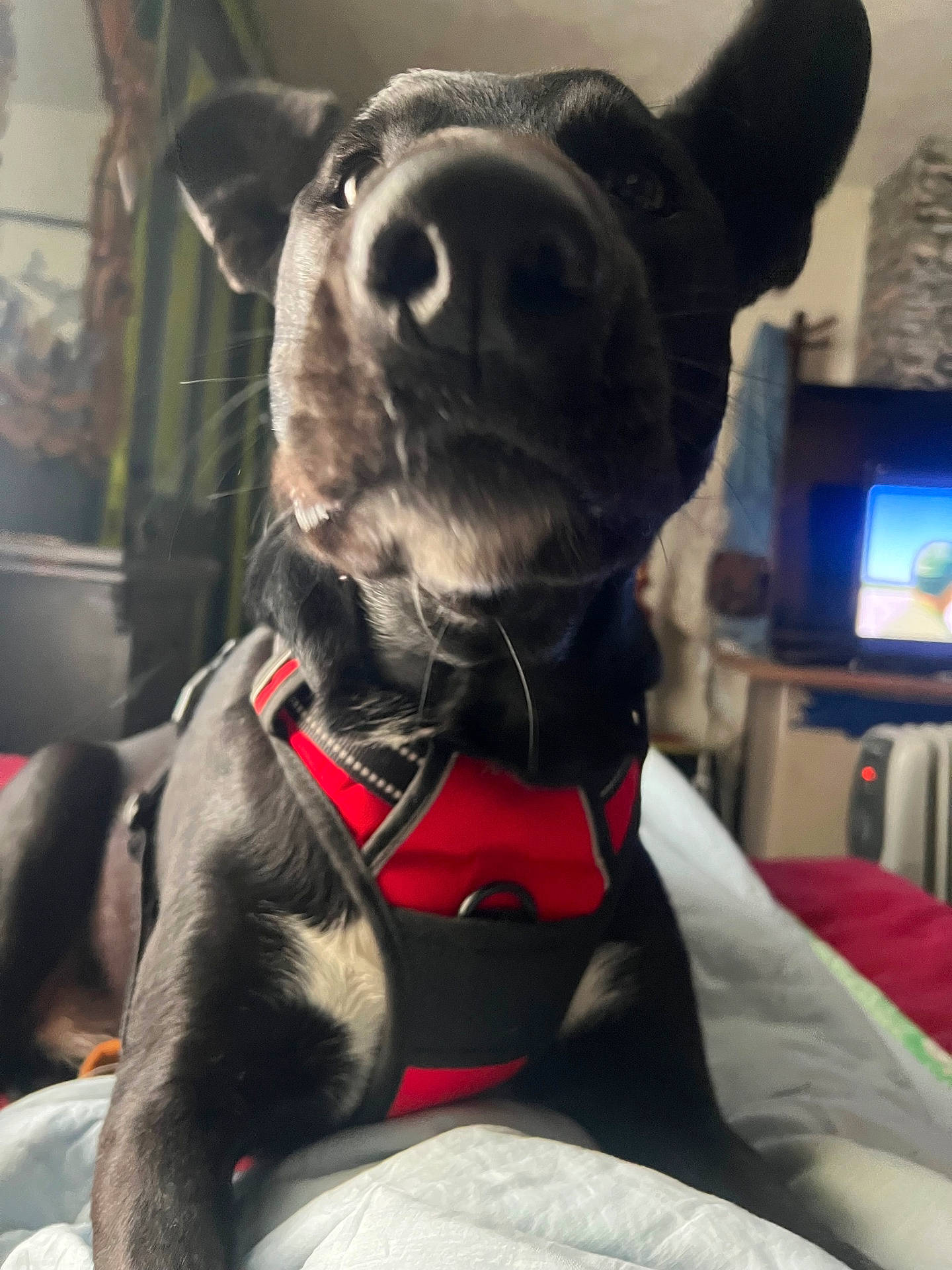 animal, architecture, bed, bedroom, canine, computerhardware, cushion, dog, electronics, furniture, hardware, homedecor, hound, indoors, monitor, pet, puppy, room, screen, tv