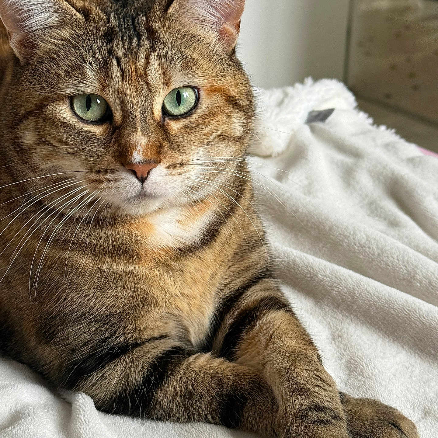 Shyra participe au concours pour gagner de l'argent avec cette photo : animal, blanket, cat, close_up, cute, domestic_cat, feline, fur, green_eyes, household, indoor, paws, pet, portrait, relaxed, resting, soft_texture, striped, tabby_cat, whiskers